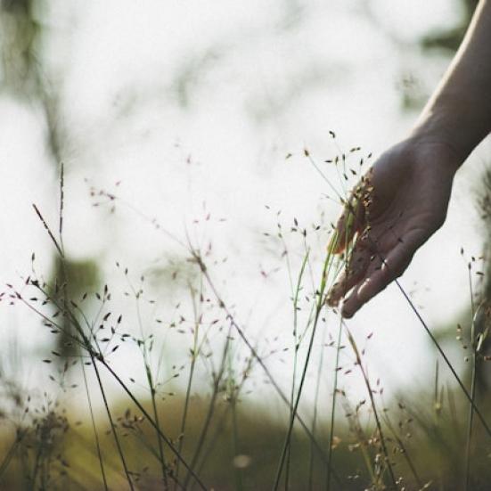 Foto af hånd der berører plante