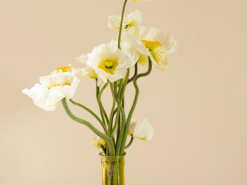 En vase med hvide blomster mod en beige baggrund