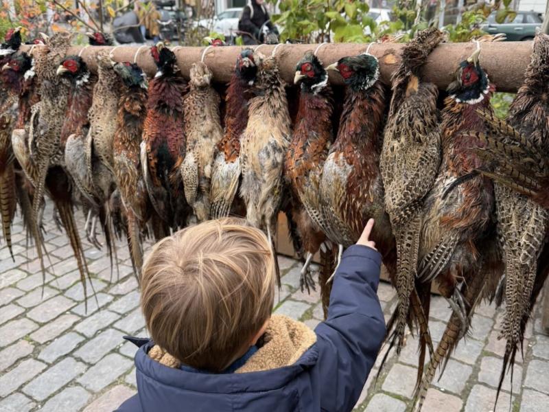 Foto af dreng og fasaner