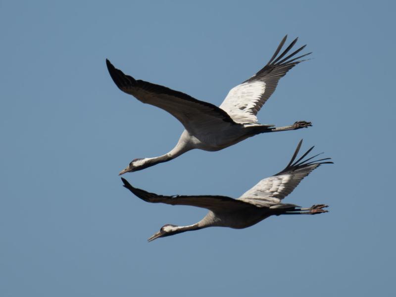 Foto af to flyvende traner