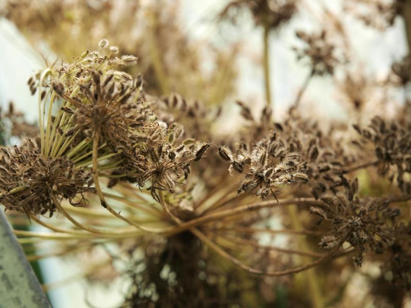Foto af blomsterfrø