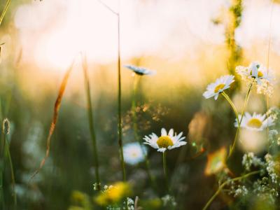 Foto af blomster i græseng