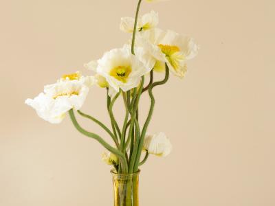 En vase med hvide blomster mod en beige baggrund