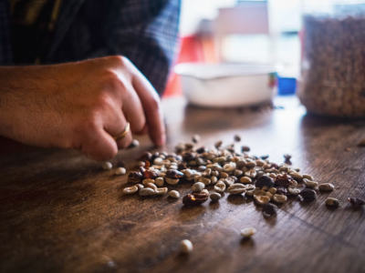 Foto af frøsortering på bord