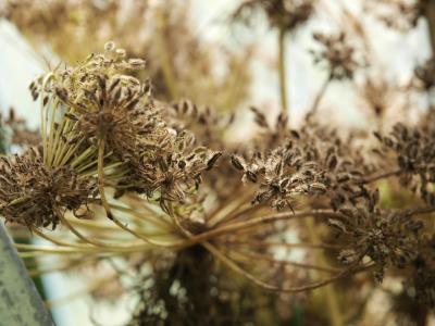 Foto af blomsterfrø
