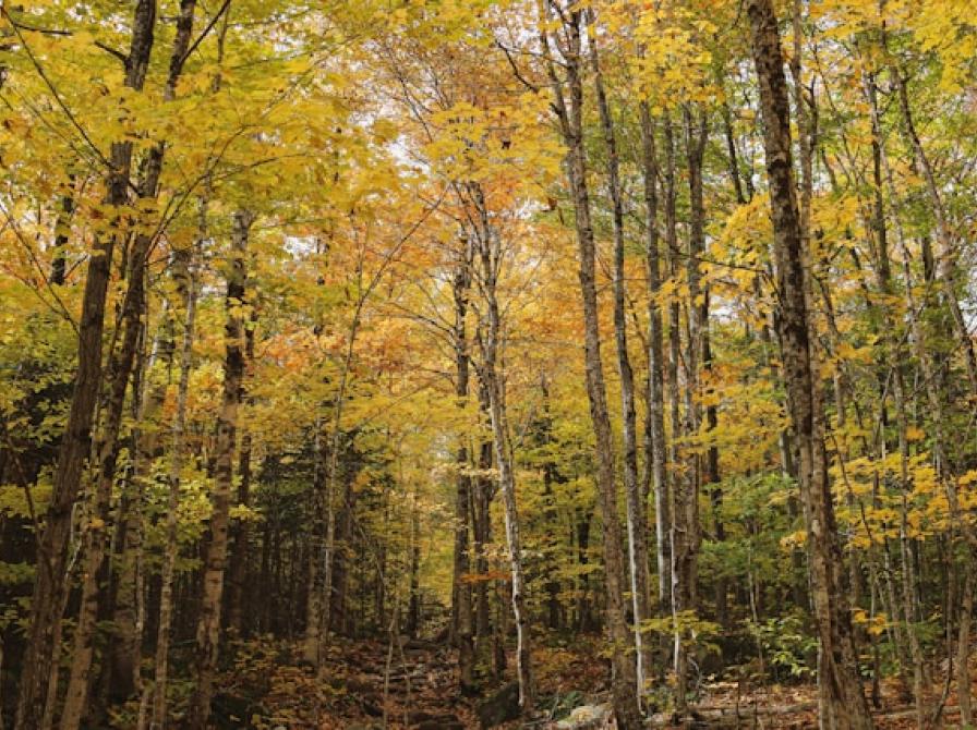 Foto af skov i efterårsfarver