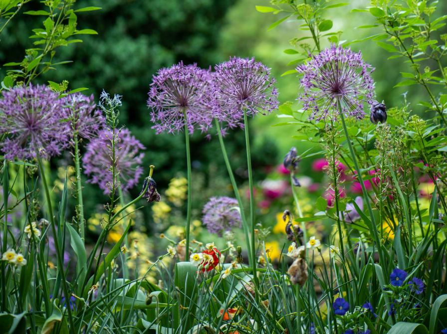 Vilde forårsblomster i en have