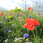 vilde blomster i en grøftekant