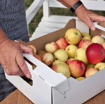 et par hænder der holder en kasse æbler