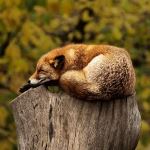 en ræv der ligger på en træstub